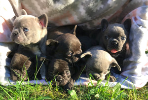 Sterling Frenchies French Bulldog Puppies